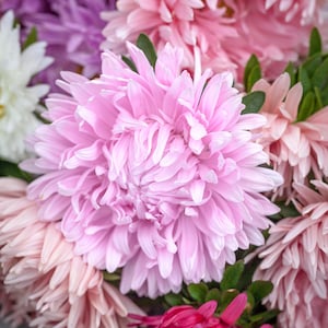 May include: A close-up of a bouquet of aster flowers in shades of pink, white, and purple. The central flower is a large, light pink aster with many delicate petals. Green leaves are visible among the blooms.