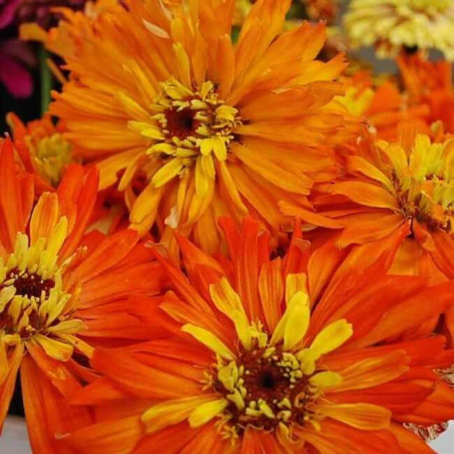 Zinnia Inca Inca Zinnia: Zinnia Elegans, Annual Cut Flower, 24 - 36