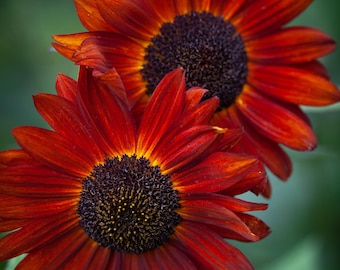 Velvet Queen Sunflower: Helianthus annuus, Heirloom Annual Sunflower, 5 Feet Tall (25  Seeds)