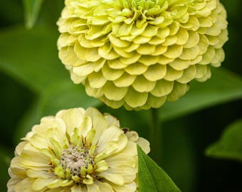 Envy Zinnia: Zinnia elegans, Annual Green Cut Flower, 24 - 30" Tall (25  Seeds)