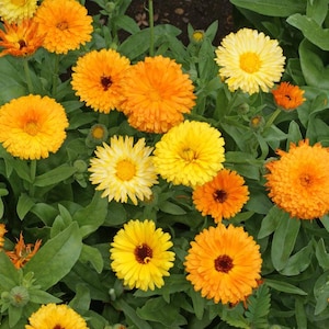 Peut inclure: Gros plan sur des fleurs de calendula orange et jaune vif en pleine floraison. Les fleurs ont une structure de pétales en couches et des centres foncés, entourés d'un feuillage vert luxuriant. L'image met en valeur la beauté naturelle de ces fleurs de jardin.