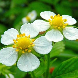Yellow Alpine Strawberry: Fragaria Vesca, Perennial (25 Seeds)
