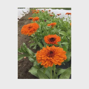 May include: A row of bright orange calendula flowers with dark centres, set against a backdrop of green foliage. The flowers are in full bloom, with multiple layers of petals. The image is taken in a garden.