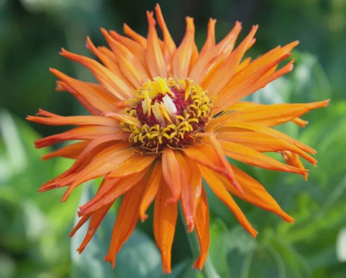 Zinnia Inca Inca Zinnia: Zinnia Elegans, Annual Cut Flower, 24 - 36