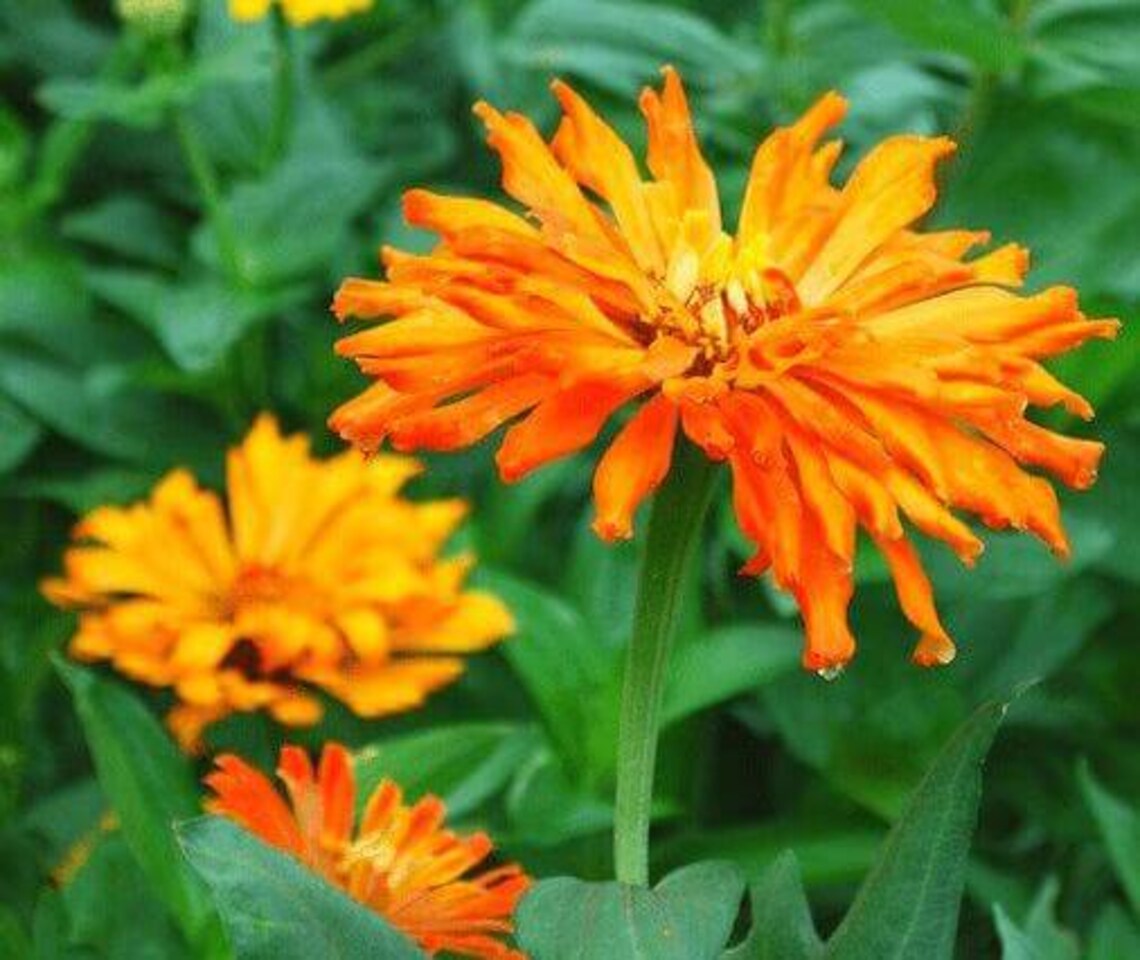 Zinnia Inca Inca Zinnia: Zinnia Elegans, Annual Cut Flower, 24 - 36