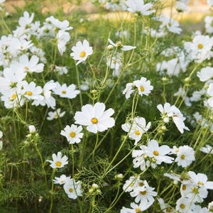Gazebo (Vega) Cosmos : Cosmos bipinnatus, fleur coupée annuelle, 24" de haut (25 graines)