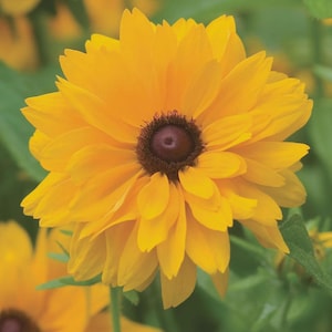 May include: Close-up of a vibrant yellow Rudbeckia flower, also known as a coneflower, with a dark brown centre. The petals are layered and slightly curved, with a blurred green background.
