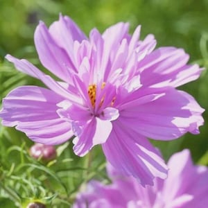 25 Cosmos Flower Seeds Mix: Cosmos Bipinnatus, Annual Cut Flower Cottage Garden