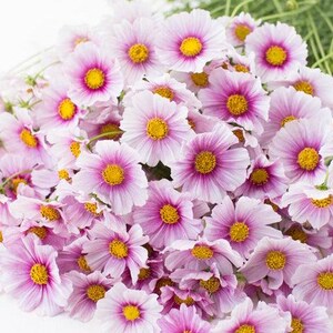 Rêveur cosmos | 25 graines de cosmos | Cosmos bipinnatus | Fleur coupée patrimoniale annuelle | Jardin fleuri | Jardinage | 48 po. de hauteur