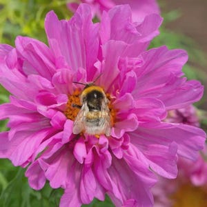 Peut inclure: Gros plan sur une fleur rose vif aux pétales superposés. Un bourdon duveteux est centré sur la fleur, son corps étant un mélange de noir et de jaune. Le centre de la fleur est d'une teinte orange chaude, créant un contraste saisissant.