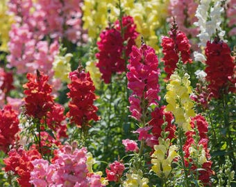Rainbow Mix Snapdragon: Antirrhinum majus, Annual Cut Flower, 16 - 24" (25 Seeds)
