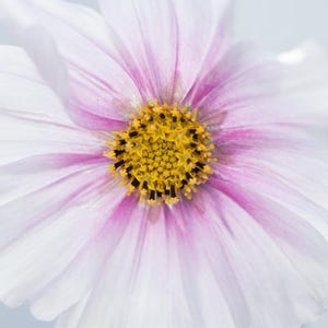 Rêveur cosmos | 25 graines | Cosmos bipinnatus | Fleur coupée patrimoniale annuelle | Jardin fleuri | Jardin du chalet | 48" de haut | 75-90 jours