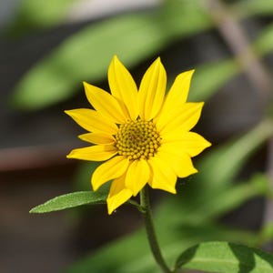 Maximilian Sunflower: Helianthus maximilian, Native Heirloom Perennial Wildflower, 60 - 96" Tall (25 Seeds)