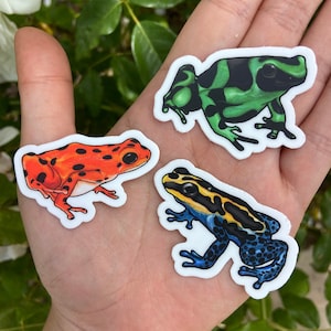 Poison Dart Frog Stickers | Colorful Vinyl Frog Decals | Water-Resistant Stickers for Water Bottles, Notebooks, Laptops | For Frog Lovers
