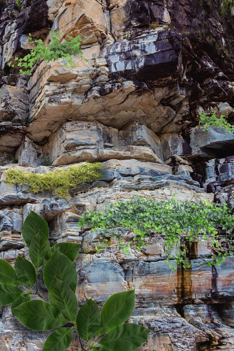 Printable Terrarium Enclosure Backdrop/background arboreal Etsy