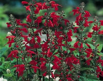 Hummingbird Forest Fire Salvia