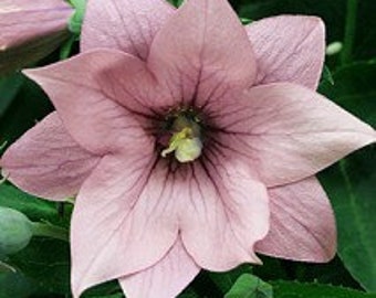 Balloon Flower - Astra Double Pink Seeds