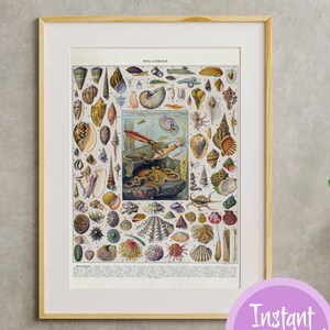 Op de afbeelding: Een vintage geïllustreerde poster met verschillende schelpen en zeeleven, waaronder een octopus, inktvis en zeester. De poster heeft de titel "MOLLUSQUES" en is gedrukt in een gedempte kleurenpalet van bruinen, gele en blauwe tinten.