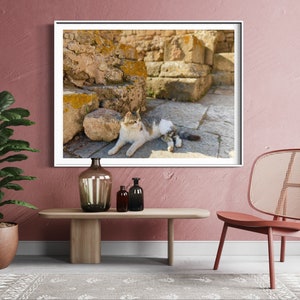 Moroccan Cat Pet Portrait Digital Photography Download: Chellah Necropolis in Rabat Morocco Wall Art Decor