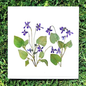 Wildblumen Grußkarte - Echte Getrocknete gepresste Blumen - Wilde Veilchen - Hund Veilchen - Maiglöckchen - Lila Blumen