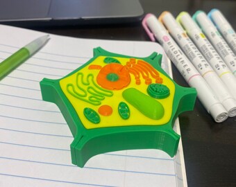 Plant Cell Model - Green and Yellow