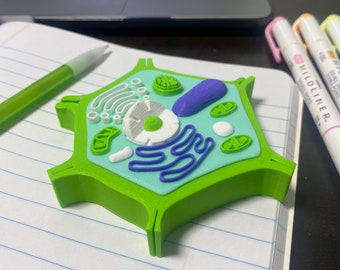 Plant Cell Model - Lime Green and Blue