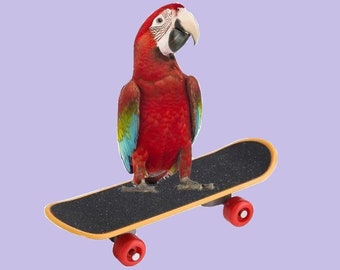 1) Handmade Small-Bird Parrot Training Skateboard Interactive Toy