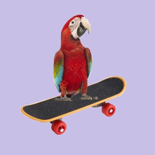 1) Handmade Small-Bird Parrot Training Skateboard Interactive Toy