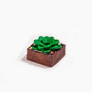 May include: A small, green succulent plant in a brown wooden planter box.