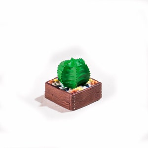 May include: A small green cactus plant in a brown wooden planter with colorful stones.