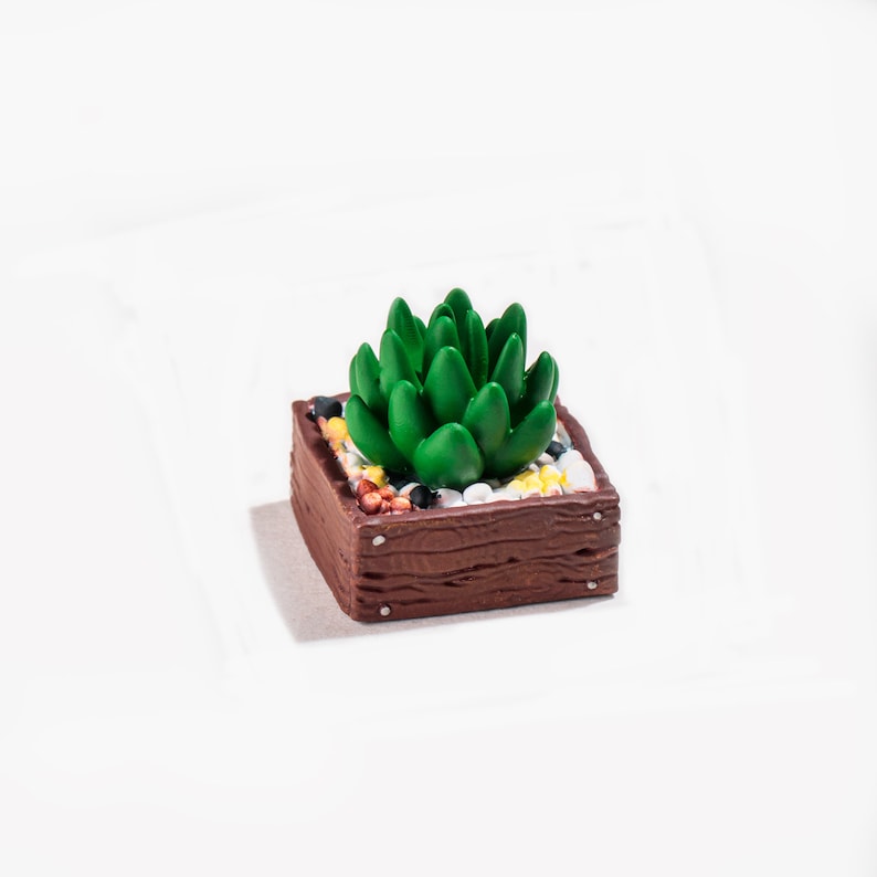 May include: A small, green succulent plant in a brown wooden planter with white and yellow stones.