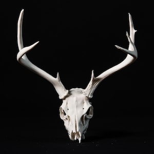 3D Scanned and printed, hand-finished deer skull
