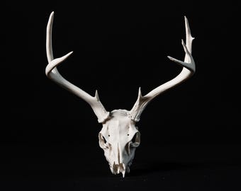 3D Scanned and printed, hand-finished deer skull