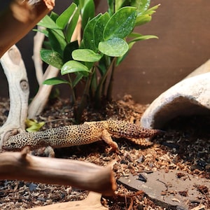 May include: A leopard gecko with yellow and brown spots is crawling on a branch in a terrarium. The terrarium has a green plant, a rock hide, and a brown substrate.