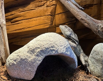 Royal Rock Cave | Bearded Dragon - XLarge Reptile Hide