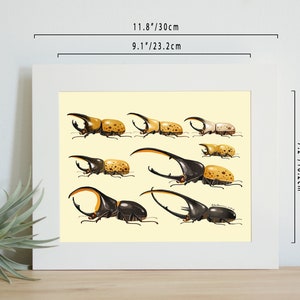 Hercules beetle print