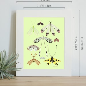 Neuroptera print