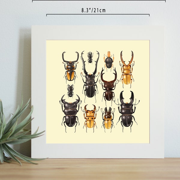 Stag beetle print