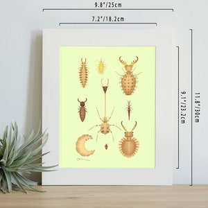 Neuroptera larvae print