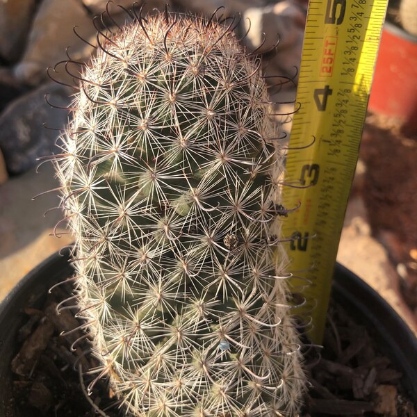 Pincushion Cactus Etsy