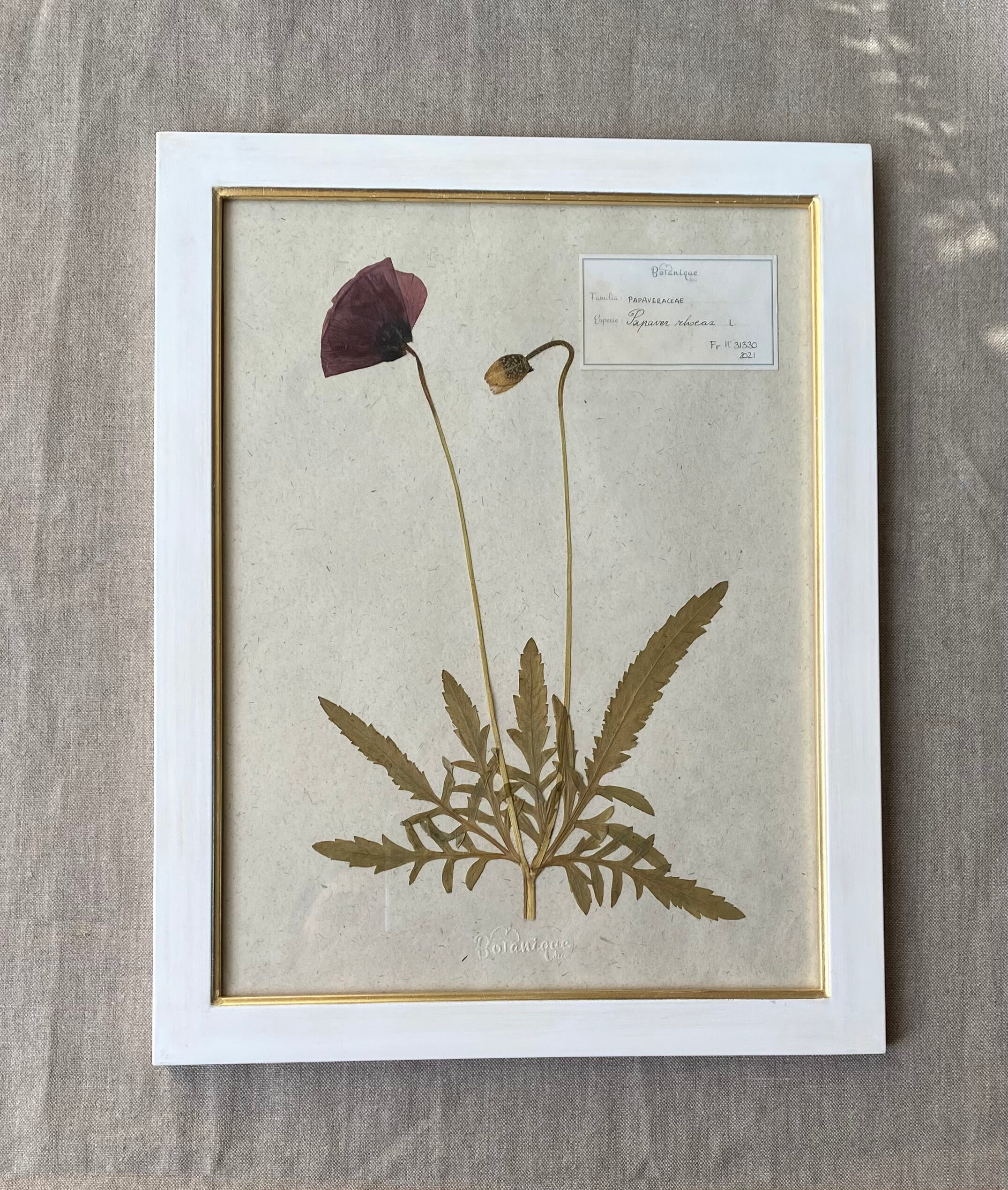 Planche Botanique d'herbier Encadré. Fleur Pressée Coquelicot. Deco Murale Fleurs Séchées. Collectio