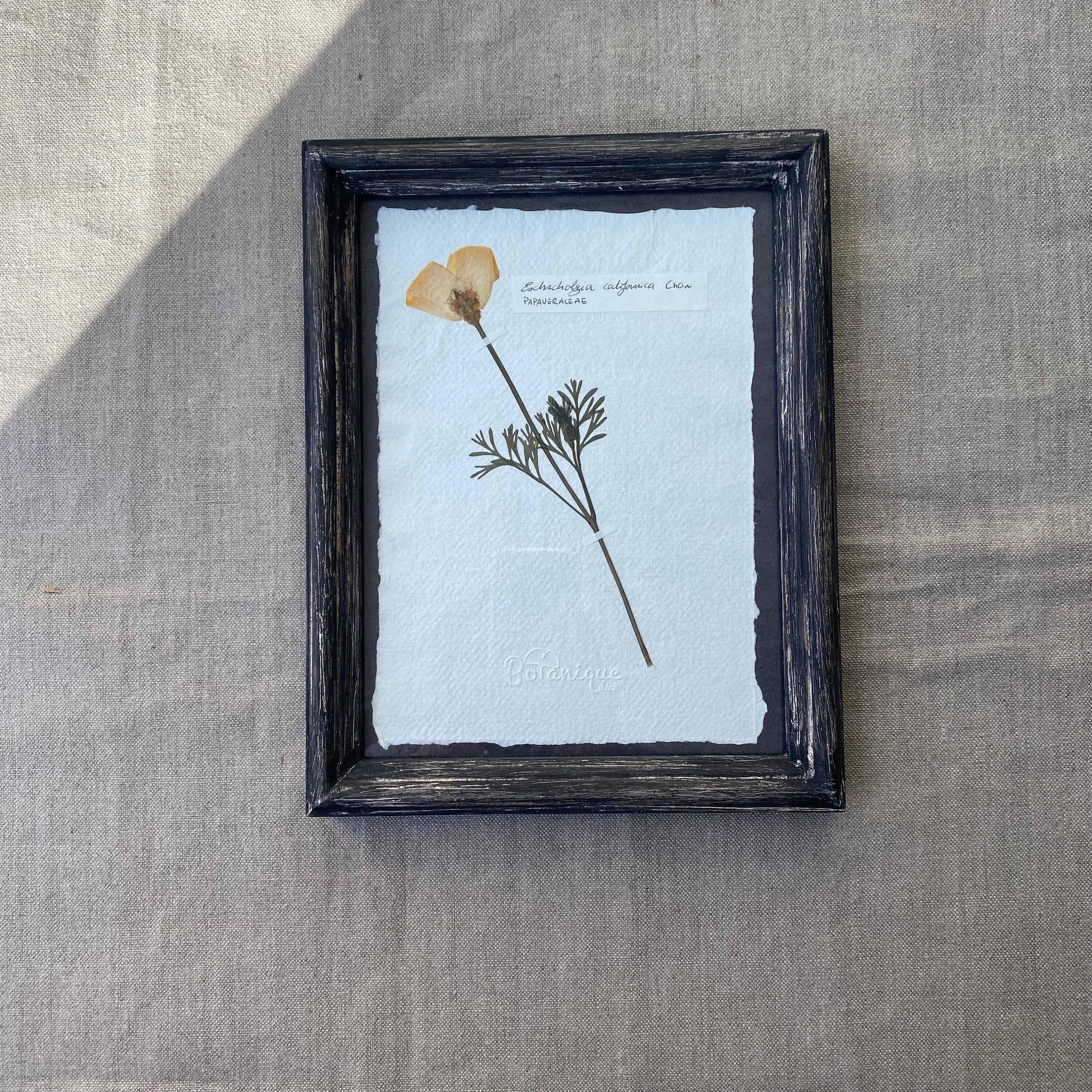 Planche Botanique d'herbier Encadré. Fleur Pressée Coquelicot de Californie. Deco Murale Fleurs Séch