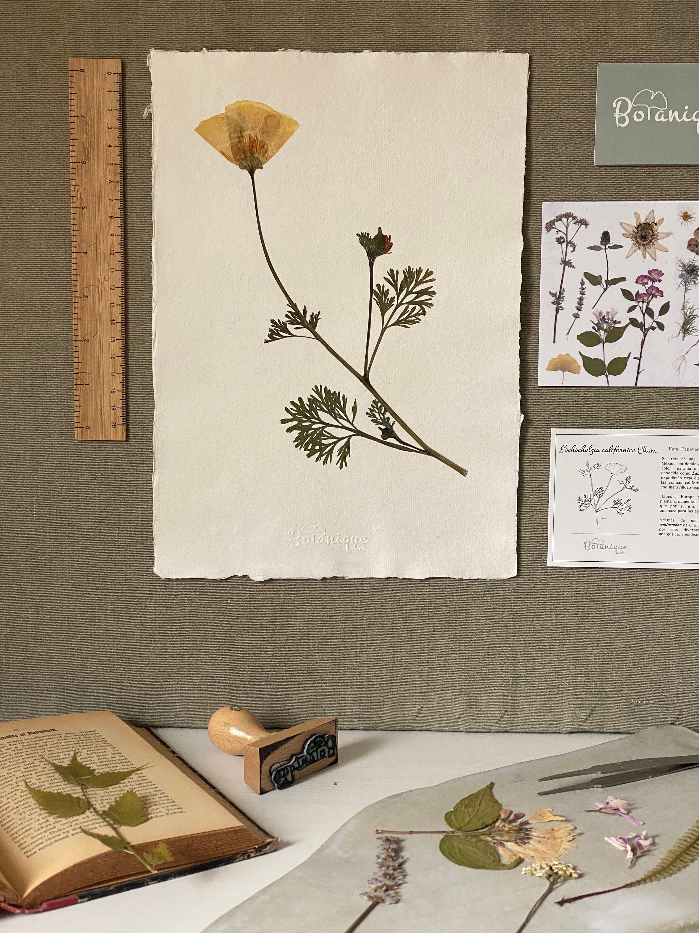 Affiche d'herbier Coquelicot de Californie. Véritable Planche Botanique