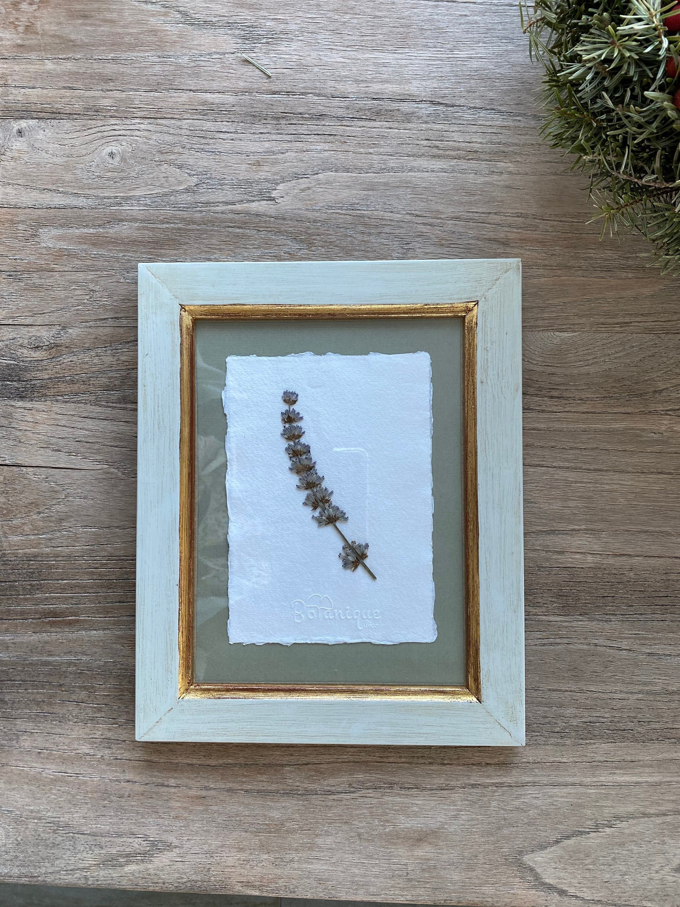 Planche Botanique d'herbier Encadré. Fleur Pressée Lavande. Deco Murale Fleurs Séchées .collection M