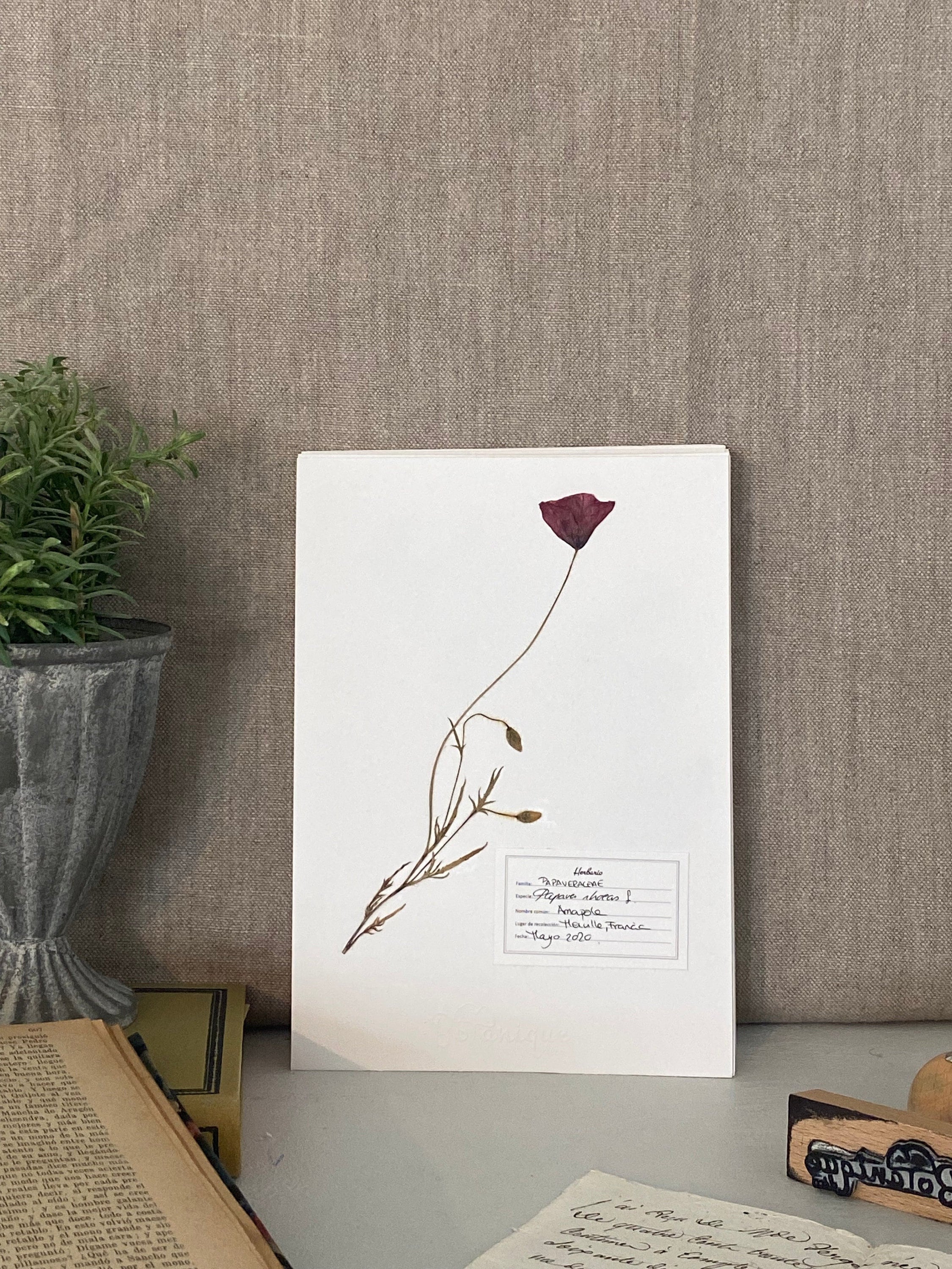 Affiche d'herbier Coquelicot. Herbarium.feuilles Fleurs Pressées Séchées. Planche Botanique. Composi