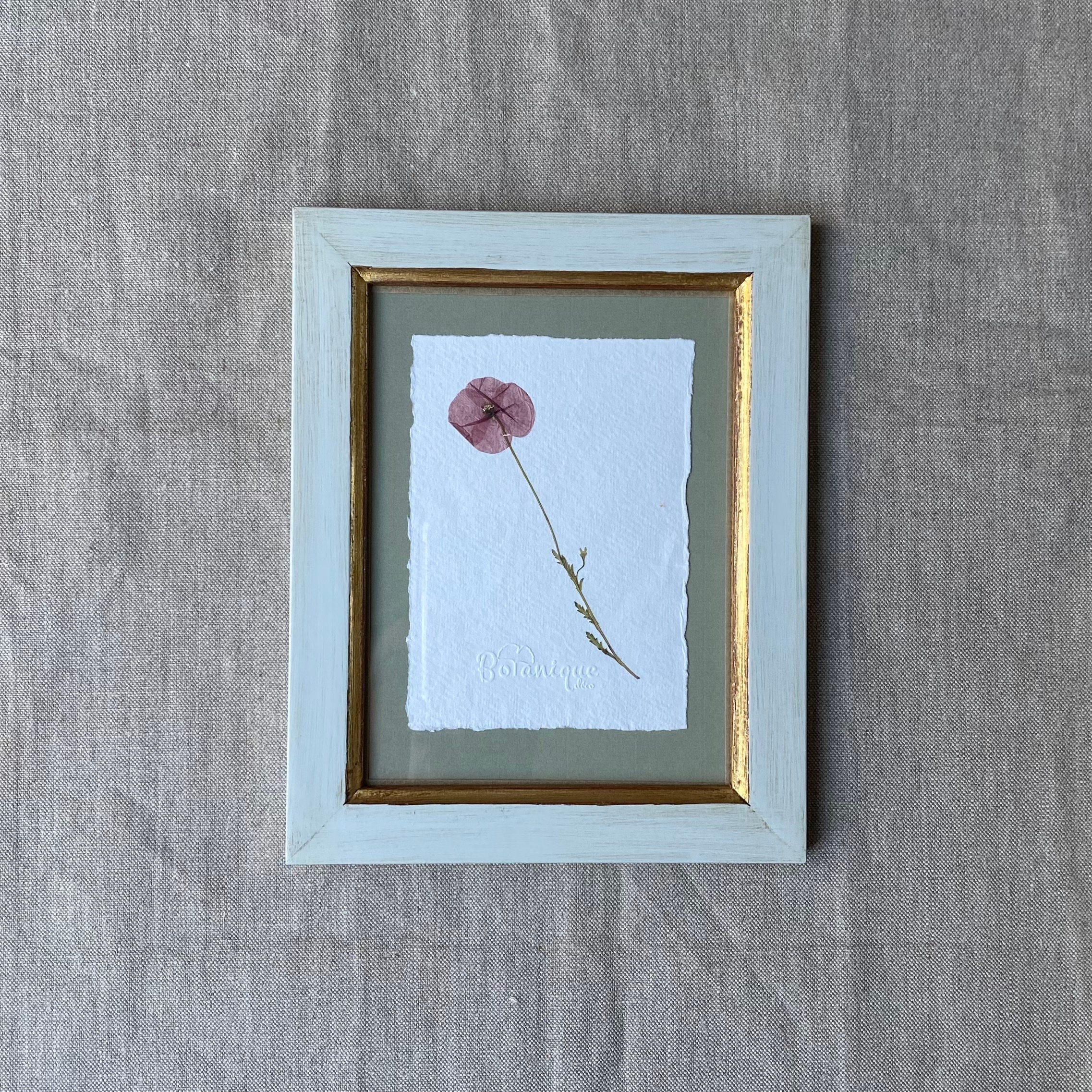 Planche Botanique d'herbier Encadré. Fleur Pressée Coquelicot. Deco Murale Fleurs Séchées.collection