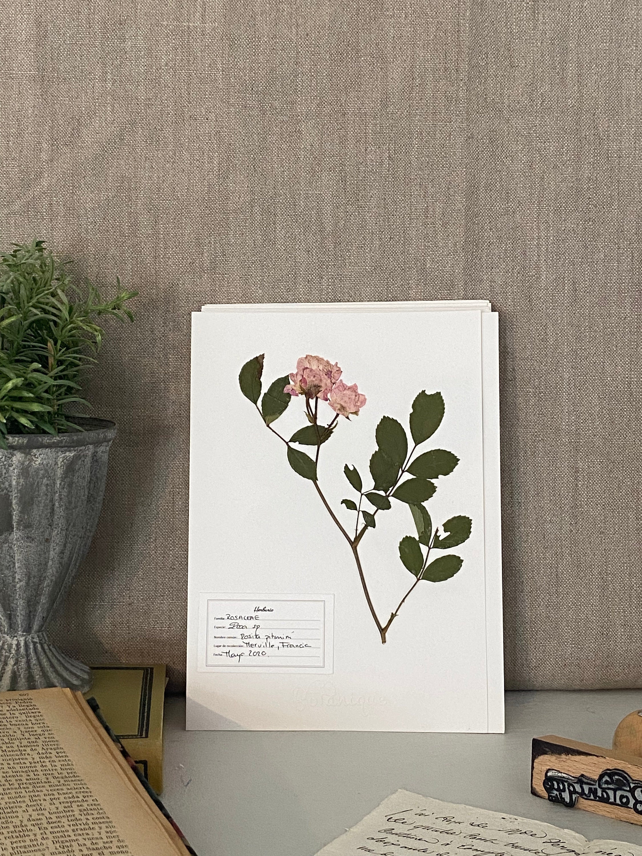 Affiche d'herbier Rose Rose Pâle. Herbarium.feuilles Fleurs Pressées Séchées. Planche Botanique. Com