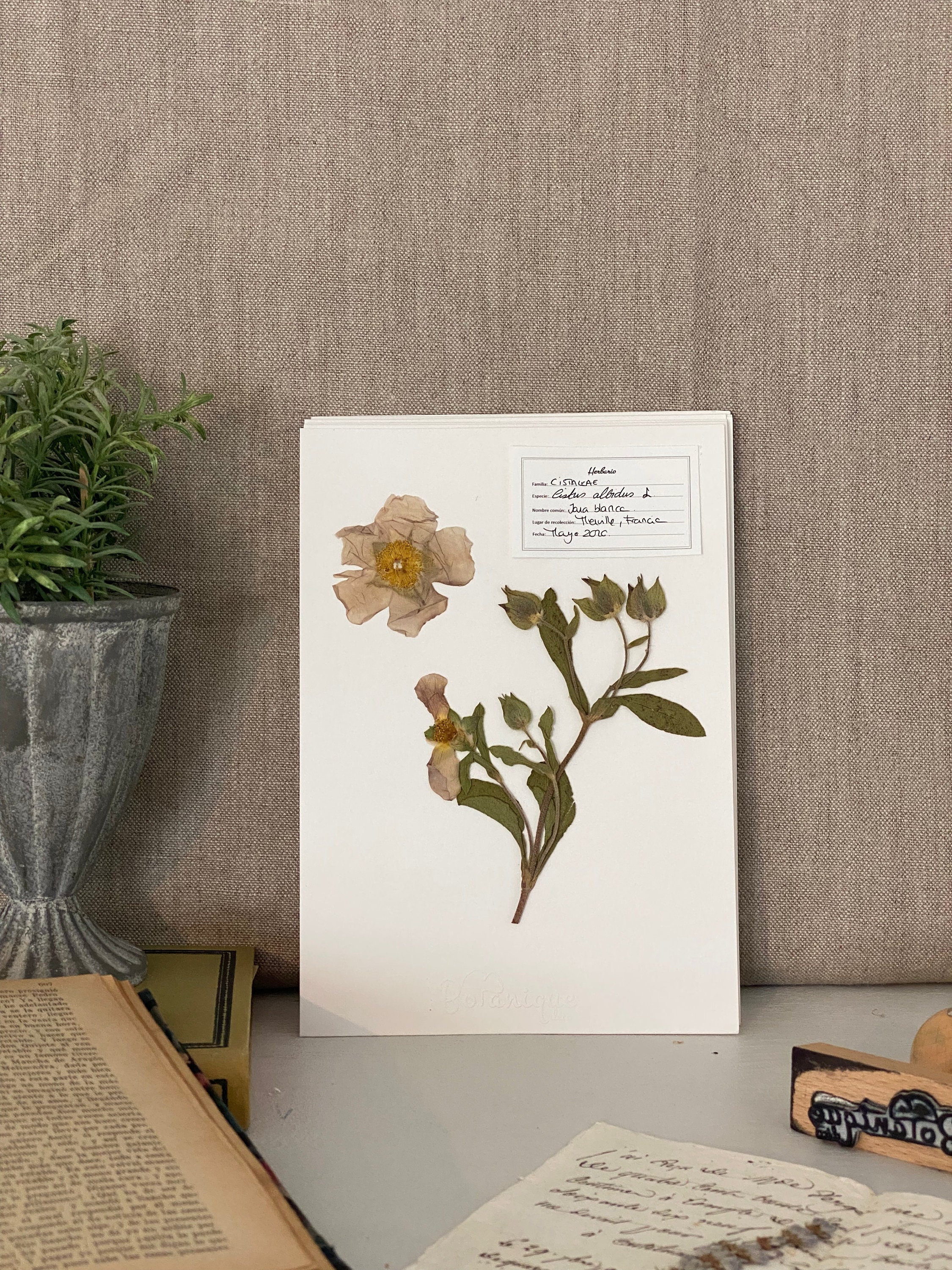 Affiche d'herbier Ciste. Herbarium.feuilles Fleurs Pressées Séchées. Planche Botanique. Composition 