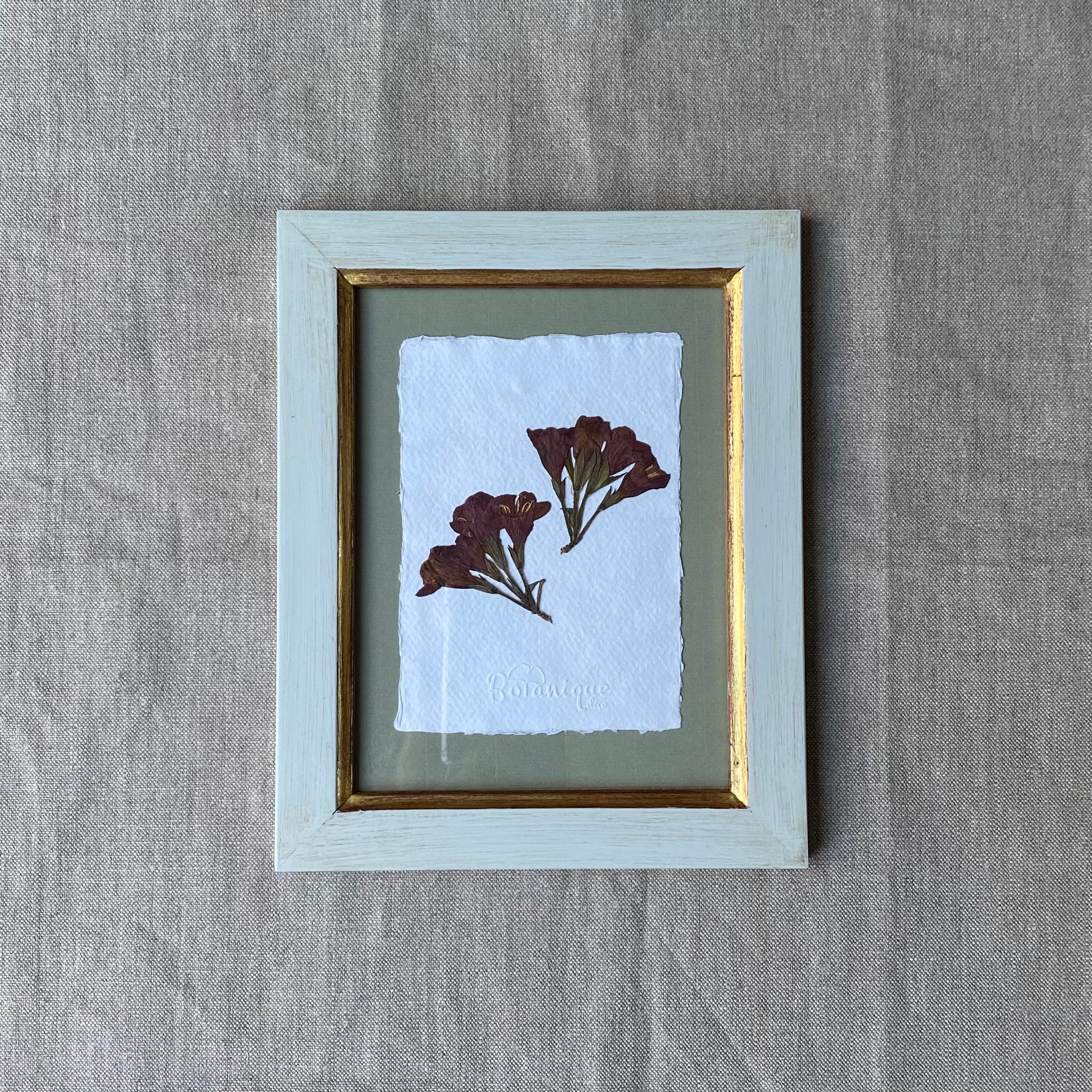 Planche Botanique d'herbier Encadré. Fleur Pressée Weigella. Deco Murale Fleurs Séchées .collection 