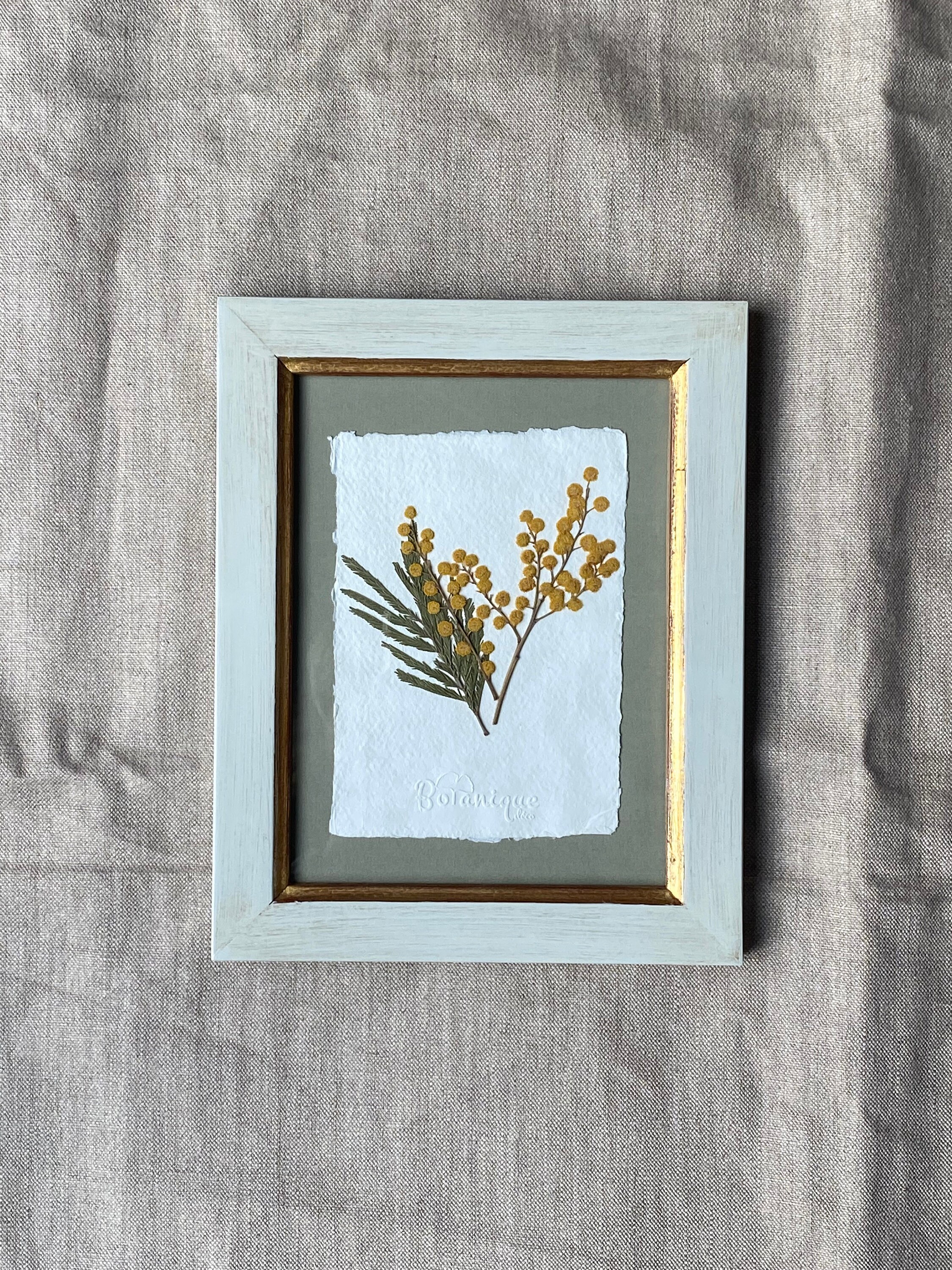 Mimosa.planche Botanique d'herbier Encadré. Fleur Pressée Ciste. Deco Murale Fleurs Séchées .collect